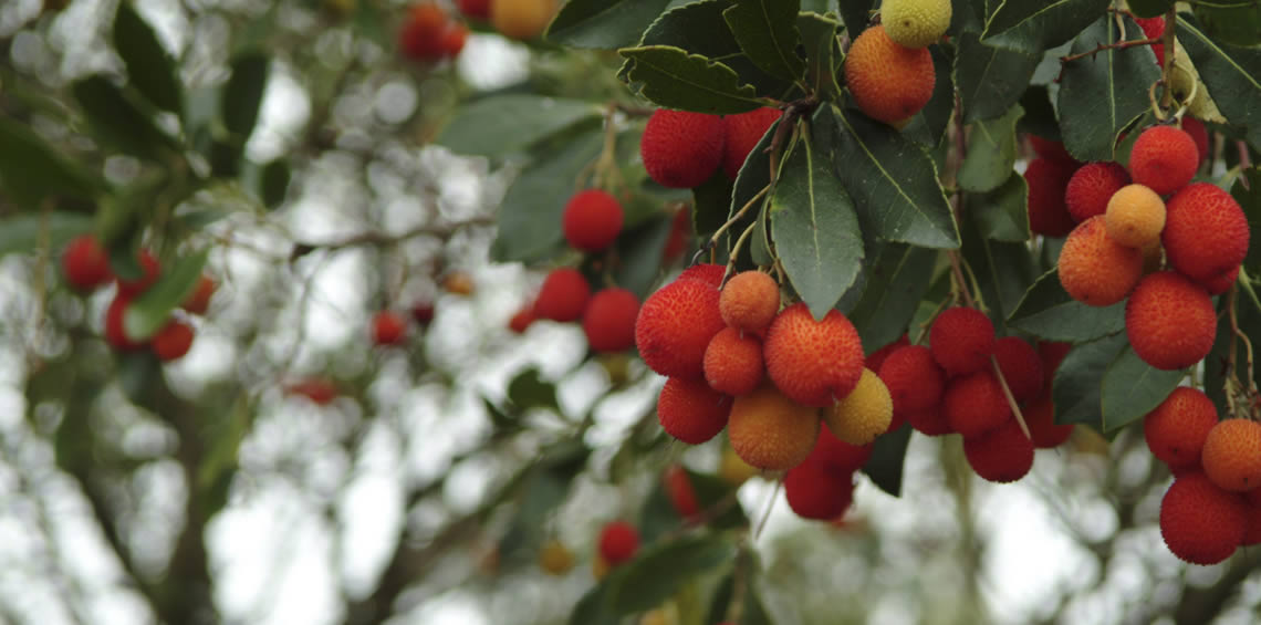 entretien pour votre jardin Vendays-Montalivet