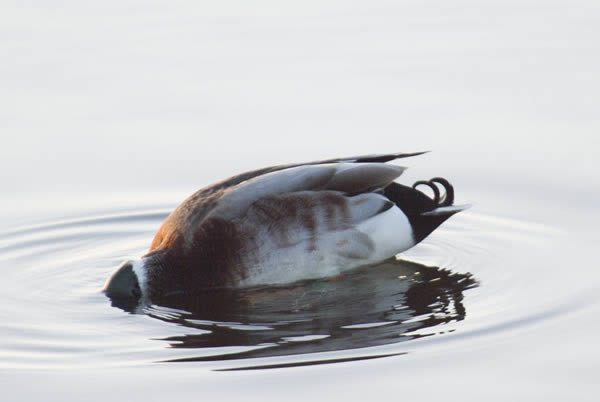ducks vendays-montalivet Marshlands